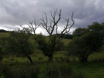 Trees on field against sky