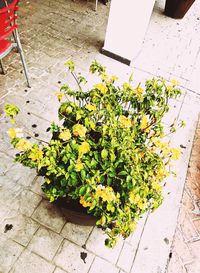 High angle view of potted plants on sidewalk