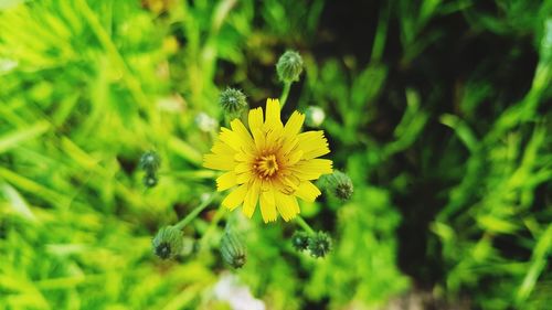 Close-up of bee on yellow flower