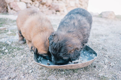 Close-up of puppies eating food in plate on field