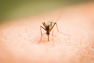 Close-up of spider