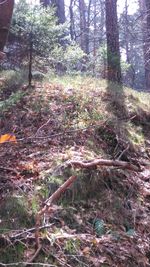 Trees in forest