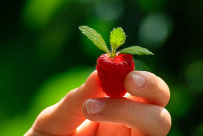 Midsection of man holding strawberry