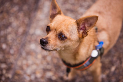 Close-up of a dog looking away