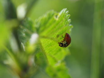 Close-up of ladybug on leaf