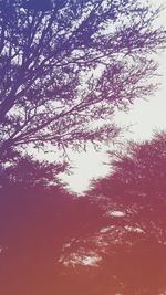 Low angle view of trees in forest against sky