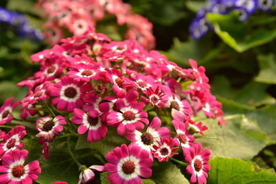 Close-up of pink flowers blooming outdoors