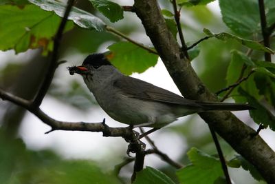 Bird perching on a branch