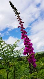 Low angle view of pink flowering plant against sky