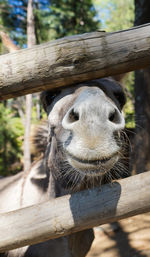 Close-up of giraffe