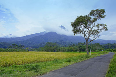 Scenic view of road by field against sky