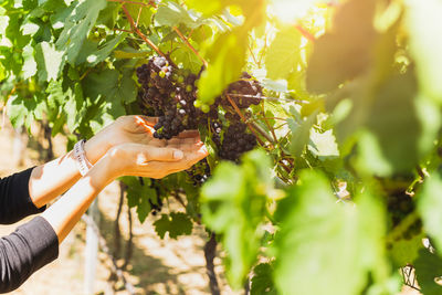 Cropped hand of woman holding plant