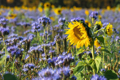 Close-up of fresh purple flowers in field