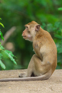 Monkey looking away while sitting on plant outdoors