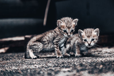 Close-up of two little cute kitten