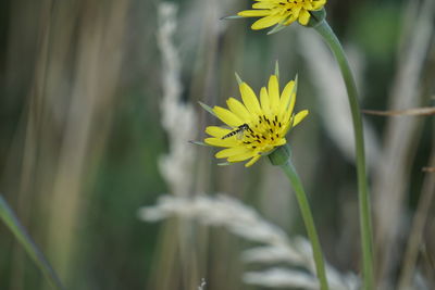 Close-up of yellow flowering plant