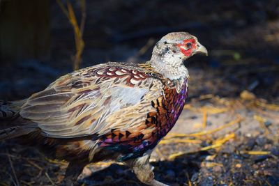 Ringneck pheasant