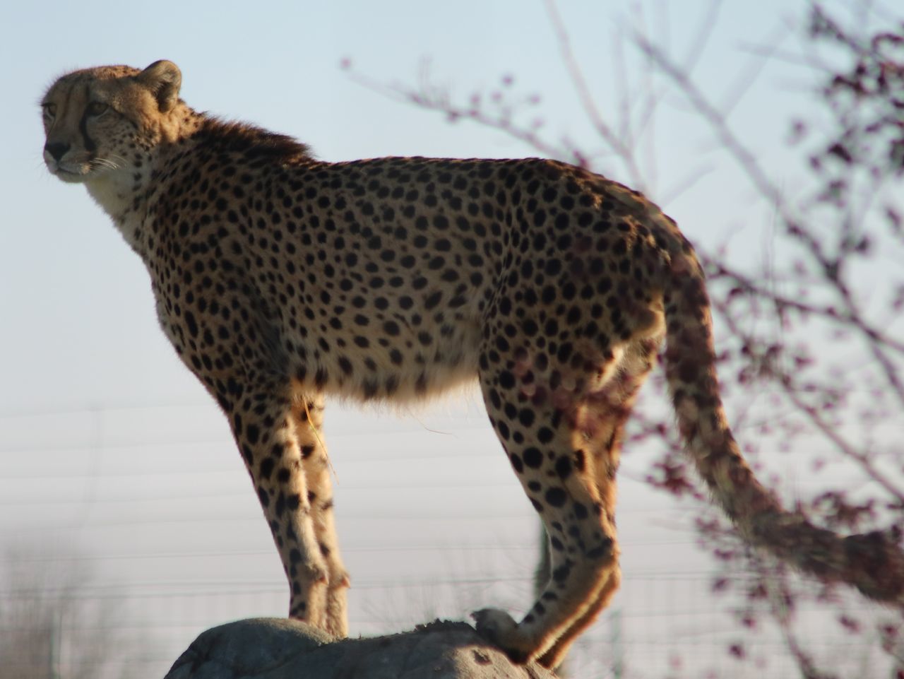 animal, animal themes, one animal, mammal, animals in the wild, tree, feline, big cat, no people, animal wildlife, cat, vertebrate, focus on foreground, plant, nature, spotted, day, cheetah, domestic animals, outdoors