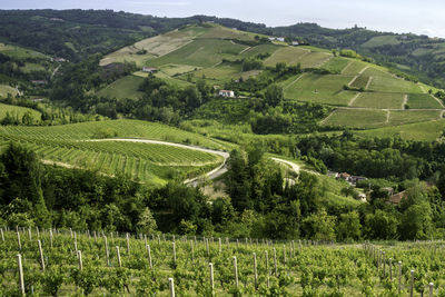 Scenic view of agricultural field