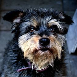 Close-up portrait of dog