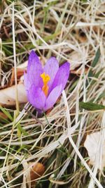 Close-up of purple crocus blooming in grass