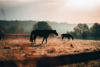 Horses standing in animal pen during sunset