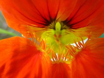 Close-up of orange flower
