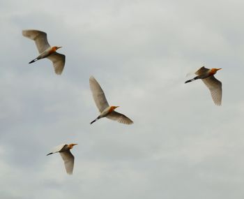 Birds flying against sky