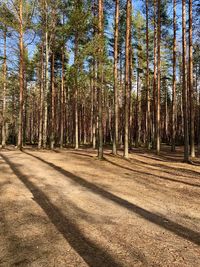 View of trees in forest