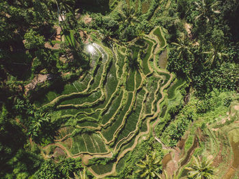 High angle view of green landscape