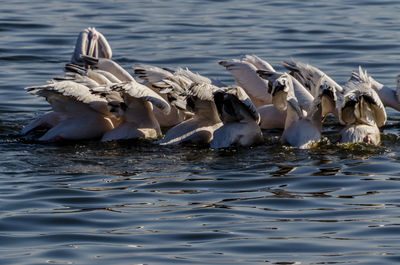 Swans swimming in lake