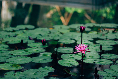 Close-up of pink water lily in lake