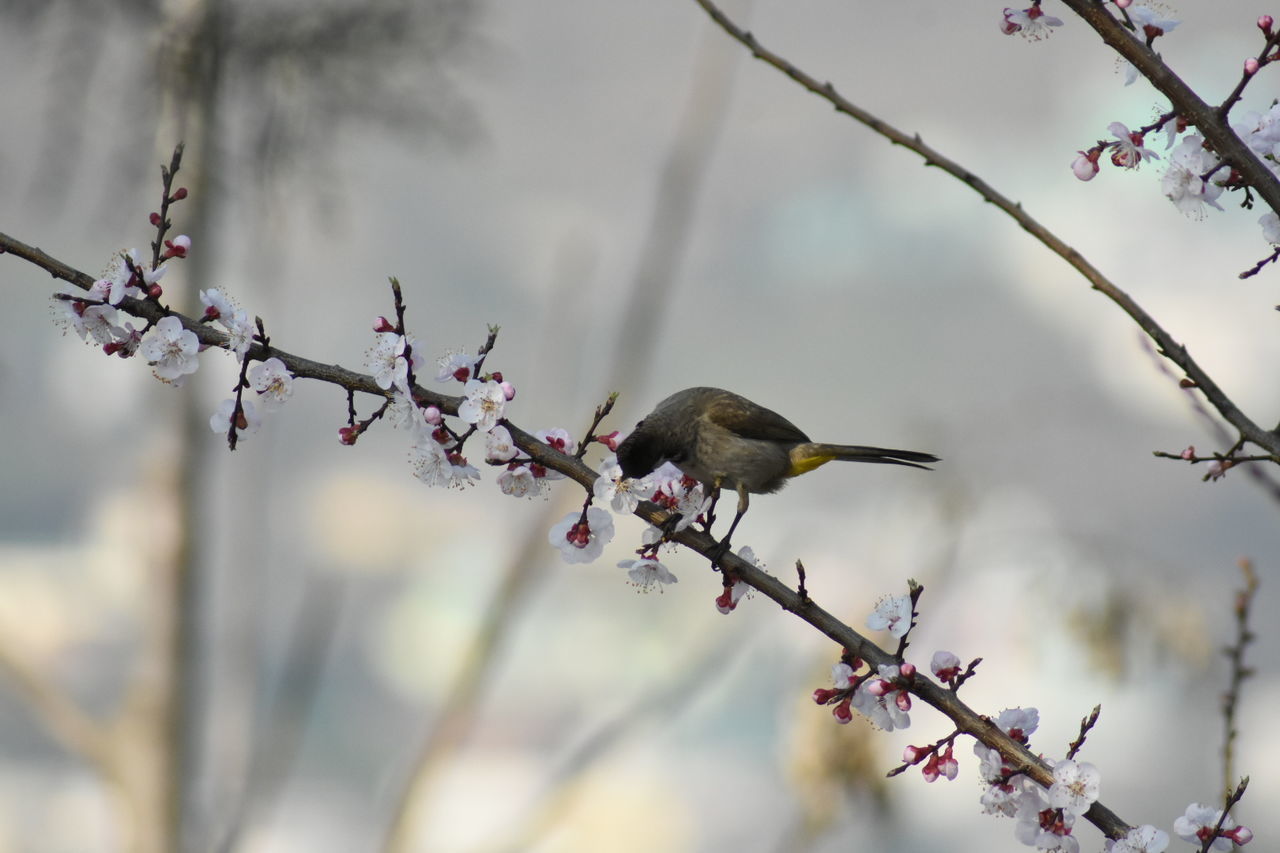 BIRD PERCHING ON CHERRY BLOSSOM