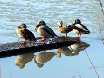 Birds perching on water