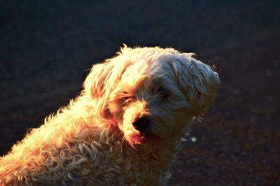 Close-up of dog looking away