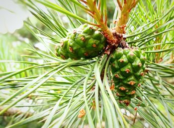 Close-up of pine tree