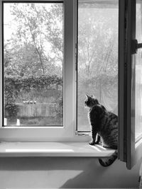 Cat sitting on window sill