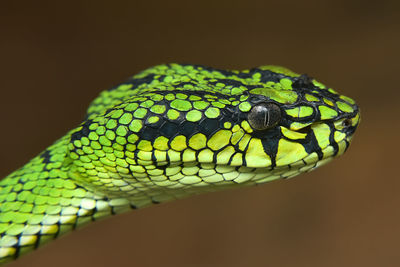 Close-up of green snake