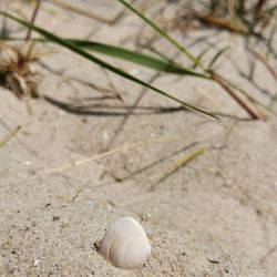 High angle view of shells on ground