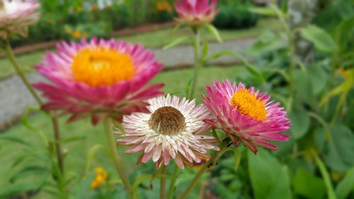 Close-up of pink flowers