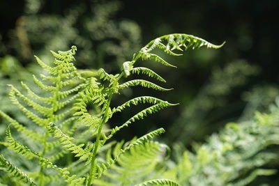 Close-up of fern leaves