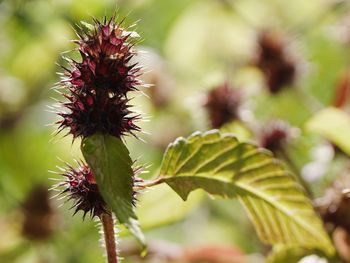 Close-up of spiked plant