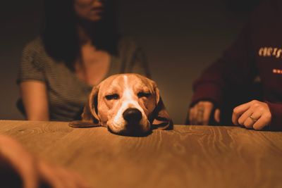 Close-up of dog lying on table with owners in background