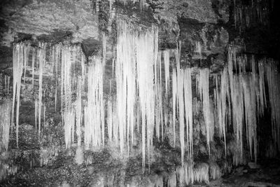 Close-up of wet trees