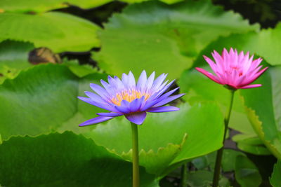 Close-up of lotus water lily in pond