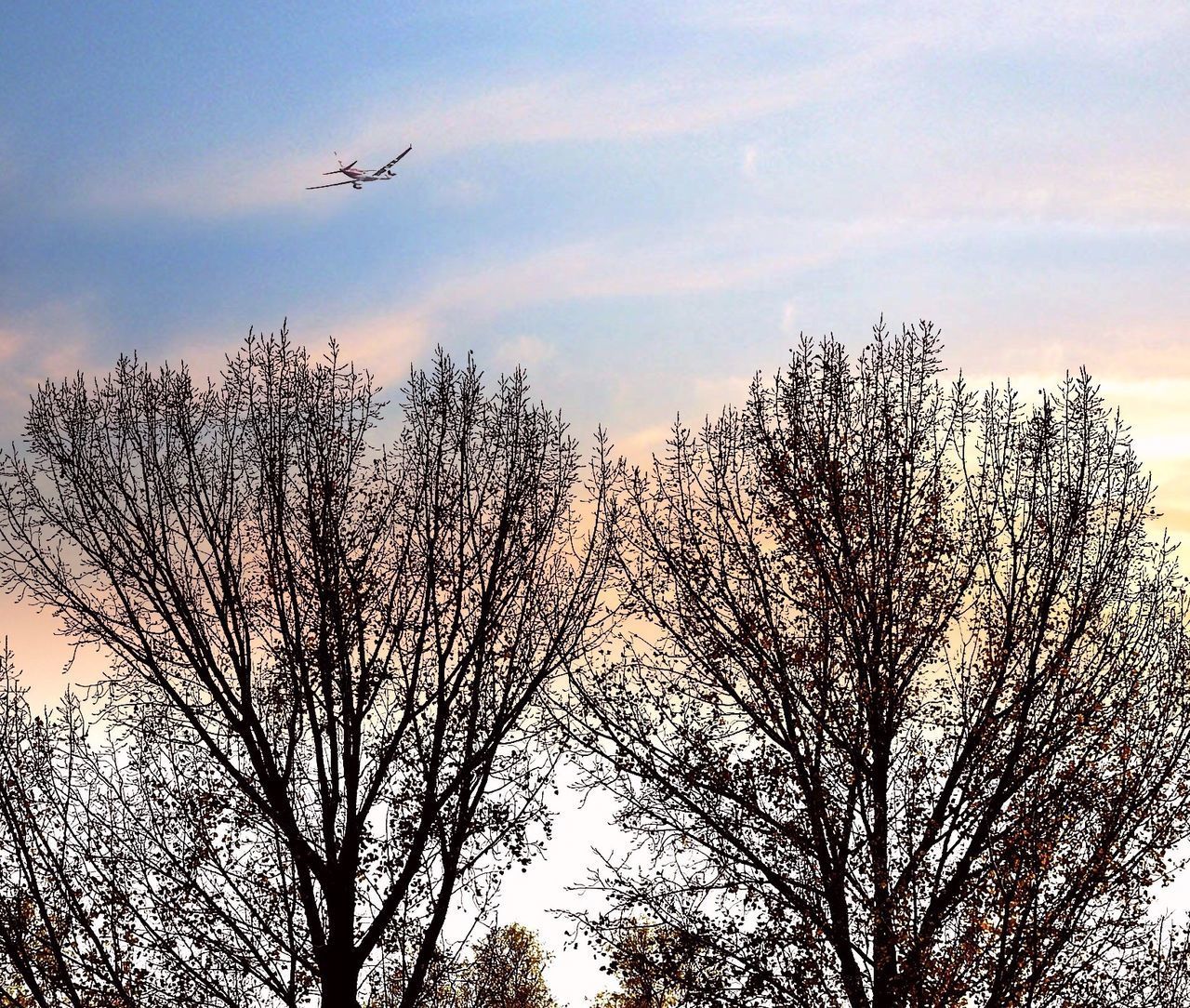 LOW ANGLE VIEW OF SILHOUETTE BIRD FLYING AGAINST SKY