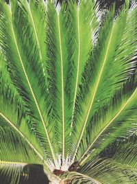 Full frame of palm leaves