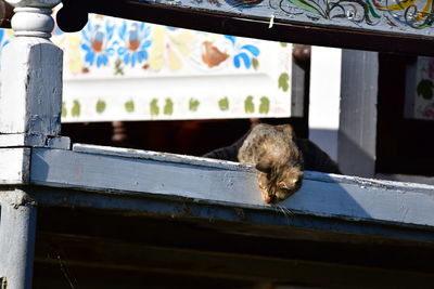 Close-up of cat sleeping on wood