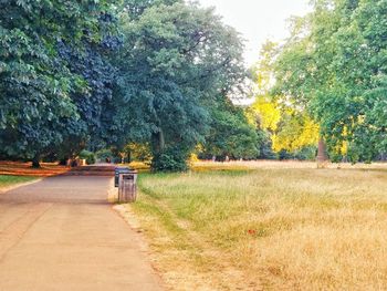 Road amidst trees on field