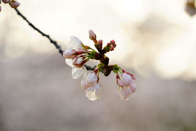 Close-up of white flowers on branch